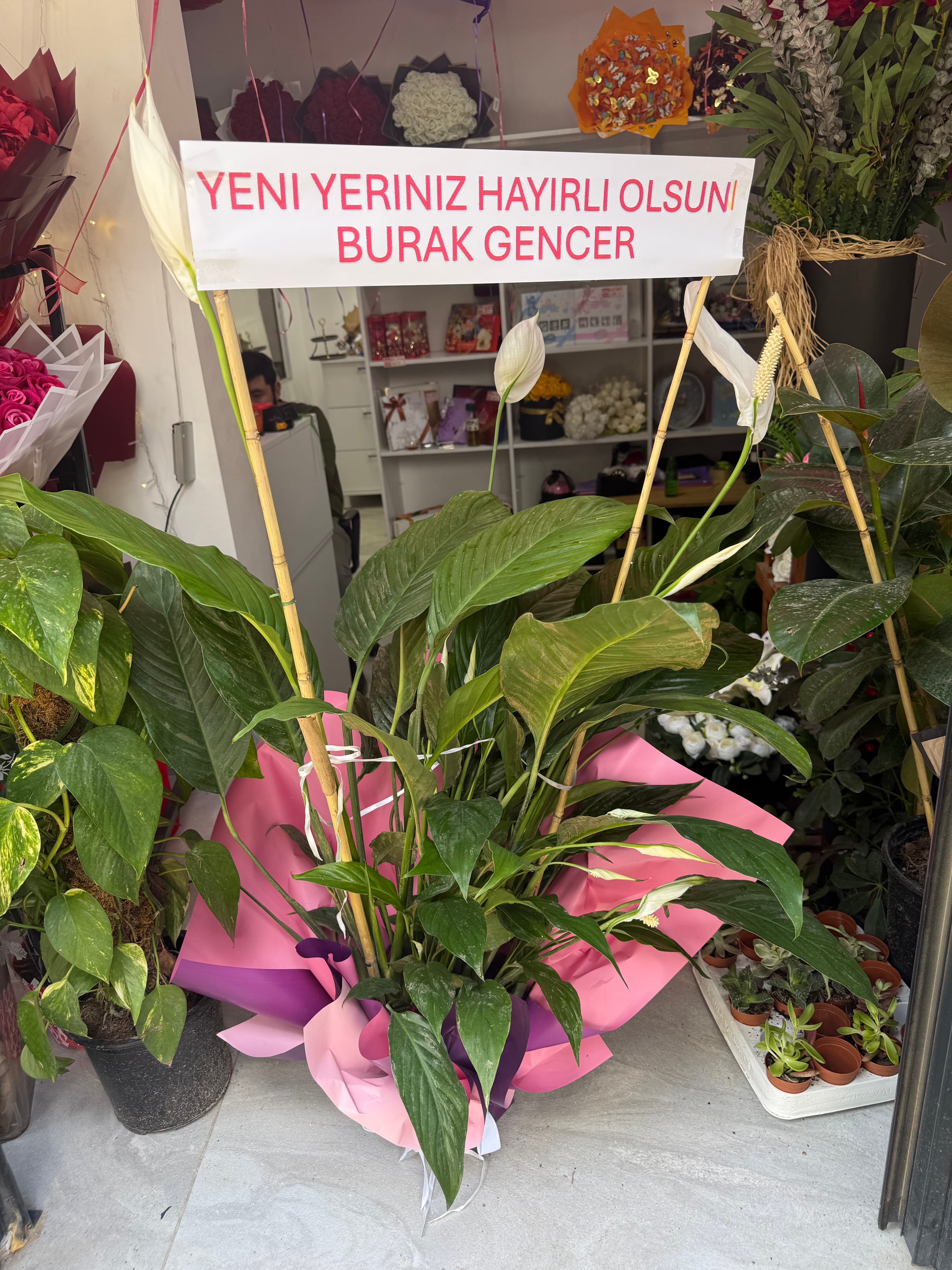 BARIŞ ÇİÇEĞİ (YAZILI)