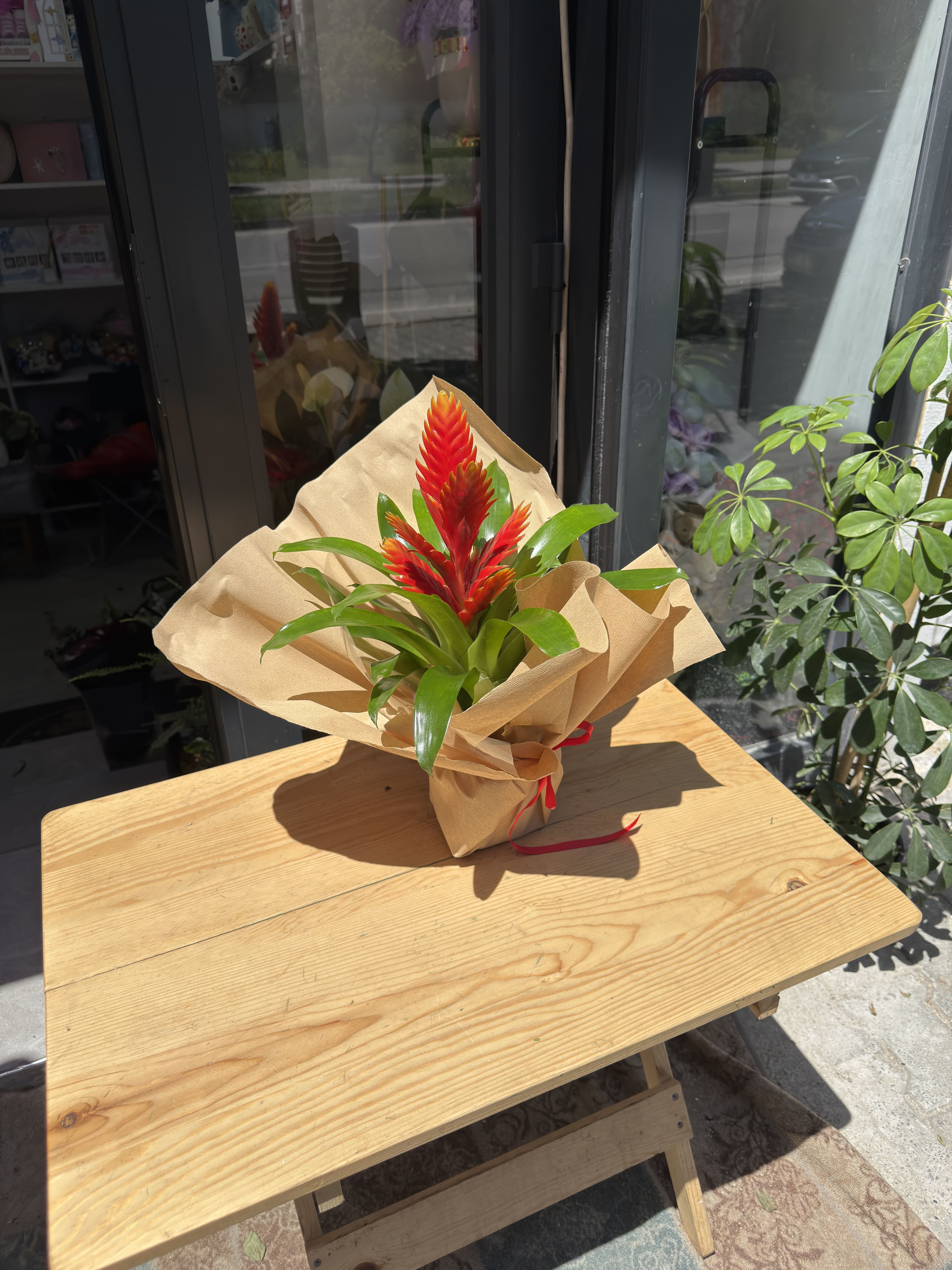 Vriesea (Alev Kılıcı Bromelya)